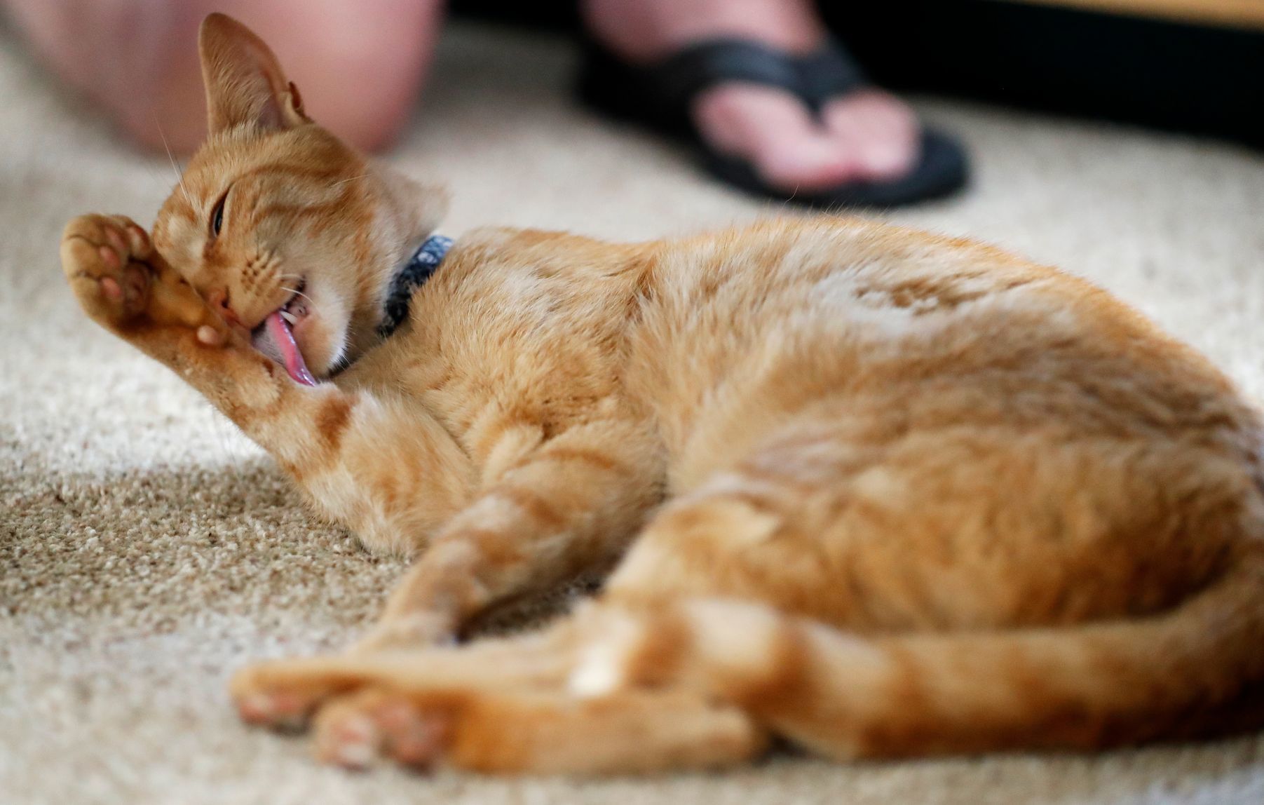 Louie the cat